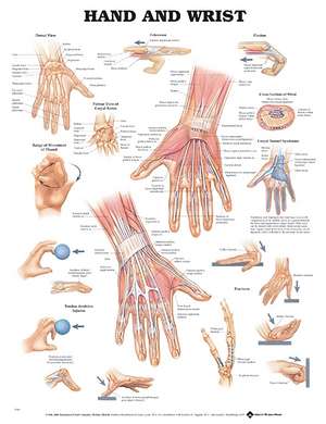 Hand and Wrist Anatomical Chart de Anatomical Chart Company