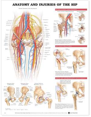 Anatomy and Injuries of the Hip Anatomical Chart de Anatomical Chart Company