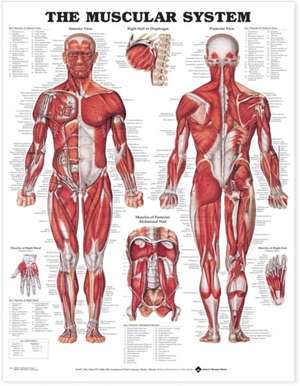 The Muscular System Anatomical Chart de Anatomical Chart Company 