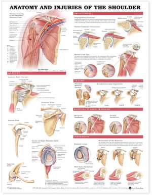 Anatomy and Injuries of the Shoulder Anatomical Chart de Anatomical Chart Company