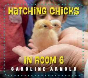 Hatching Chicks in Room 6 de Caroline Arnold