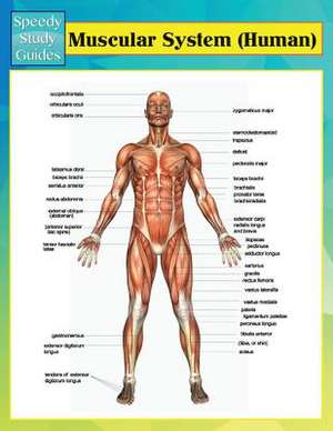 Muscular System (Human) (Speedy Study Guides) de Speedy Publishing LLC