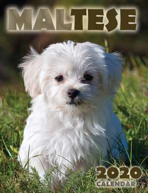 Maltese 2020 Calendar de Over the Wall Dogs