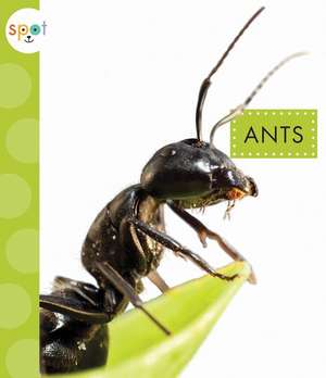 Ants de Nessa Black