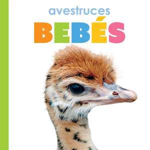 Avestruces Bebés de Kim Thompson