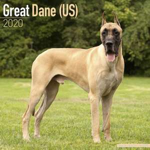 Great Dane (US) Calendar 2020 de Avonside Publishing Ltd