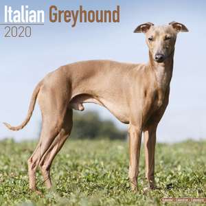 Italian Greyhound Calendar 2020 de Avonside Publishing Ltd