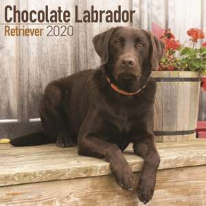 Chocolate Labrador Retriever Calendar 2020 de Avonside Publishing Ltd