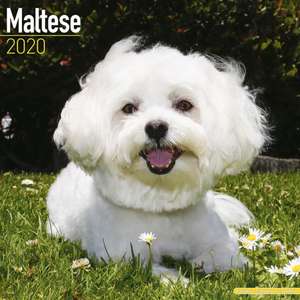 Maltese Calendar 2020 de Avonside Publishing Ltd