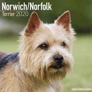 Norwich/Norfolk Terrier Calendar 2020 de Avonside Publishing Ltd