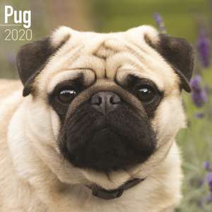 Pug Calendar 2020 de Avonside Publishing Ltd