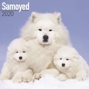 Samoyed Calendar 2020 de Avonside Publishing Ltd