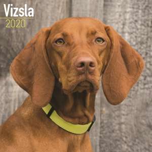 Vizsla Calendar 2020 de Avonside Publishing Ltd