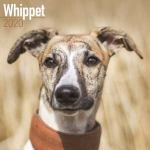 Whippet Calendar 2020 de Avonside Publishing Ltd