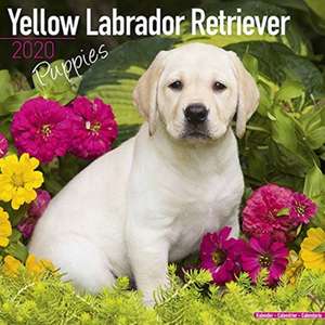 Yellow Labrador Retriever Puppies - Weiße Labradorwelpen 2020 de AVONSIDE PUBLISHING