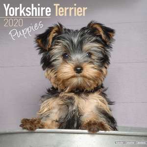 Yorkshire Terrier Puppies Calendar 2020 de Avonside Publishing Ltd