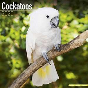 Cockatoos - Kakadus 2020 de AVONSIDE PUBLISHING