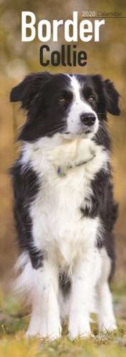 Border Collie Slim Calendar 2020 de Avonside Publishing Ltd