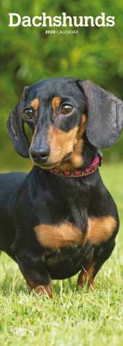 Dachshunds - Dackel 2020 de BROWNTROUT UK