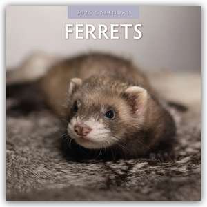 Ferrets - Frettchen 2025 - 16-Monatskalender de Robin Red