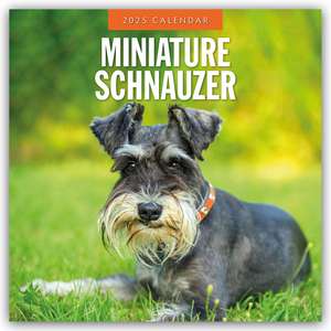 Miniature Schnauzer - Zwergschnauzer 2025 - 16-Monatskalender de Robin Red