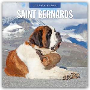 Saint Bernards - Bernhardiner 2025 - 16-Monatskalender de Robin Red