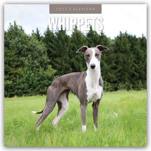 Whippets - Whippet - Britischer Windhund 2025 - 16-Monatskalender de Robin Red