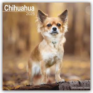 Chihuahua 2025 - 16-Monatskalender de Avonside Publishing Ltd