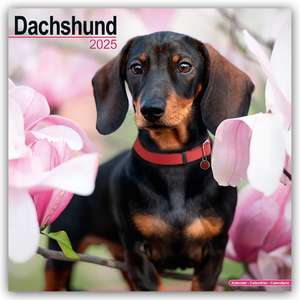 Dachshund - Dackel 2025 - 16-Monatskalender de Avonside Publishing Ltd