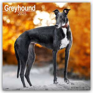 Greyhound - Großer Englischer Windhund 2025 - 16-Monatskalender de Avonside Publishing Ltd