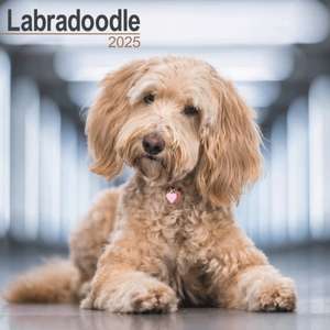 Labradoodle 2025 - 16-Monatskalender de Avonside Publishing Ltd