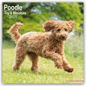 Toy and Miniature Poodle - Toypudel und Zwergpudel 2025 - 16-Monatskalender de Avonside Publishing Ltd