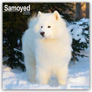 Avonside Publishing Ltd: Samoyed - Samojeden 2025 - 16-Monat