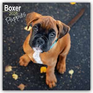 Boxer Puppies - Boxer Welpen 2025 - 16-Monatskalender de Avonside Publishing Ltd