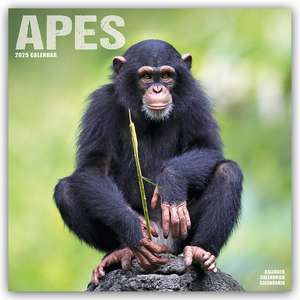 Apes - Affen 2025 - 16-Monatskalender de Avonside Publishing Ltd