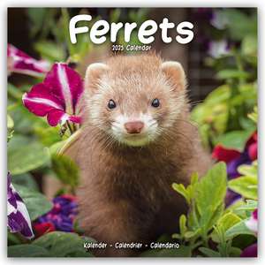 Ferrets - Frettchen 2025 - 16-Monatskalender de Avonside Publishing Ltd