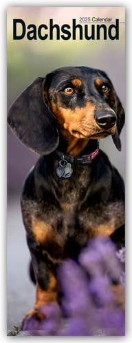 Dachshunds - Dackel 2025 de Avonside Publishing Ltd