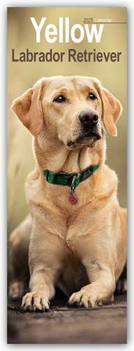 Avonside Publishing Ltd: Yellow Labrador Retriever - Gelbe L