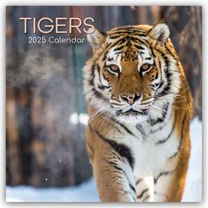 Tigers - Tiger 2025 - 16-Monatskalender de The Gifted