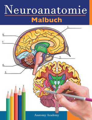 Neuroanatomie Malbuch de Anatomy Academy