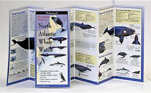 North Atlantic Whale Watch de Steven Lewers & Associates