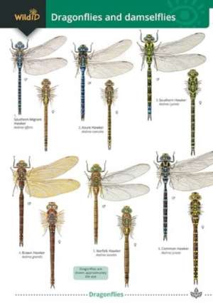 Dragonflies and damselflies de Alice Broader