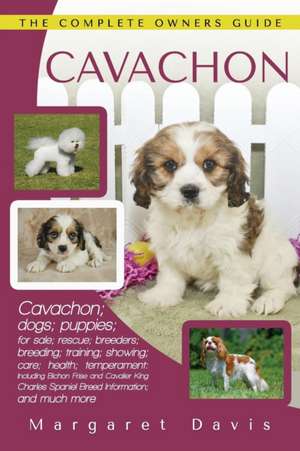 Cavachon de Margaret Davis