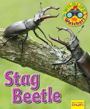 Wildlife Watchers: Stag Beetle de Ruth Owen