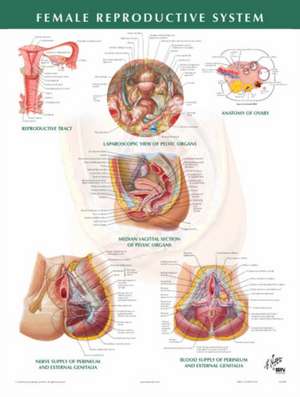 Female Reproductive System Chart de Frank H. Netter