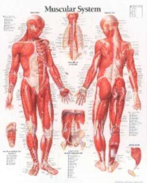 Muscular System Male Chart: Laminated Wall Chart de Scientific Publishing