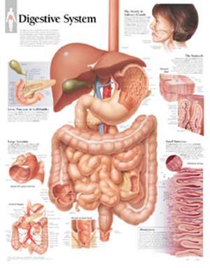 Digestive System Chart: Laminated Wall Chart de Scientific Publishing