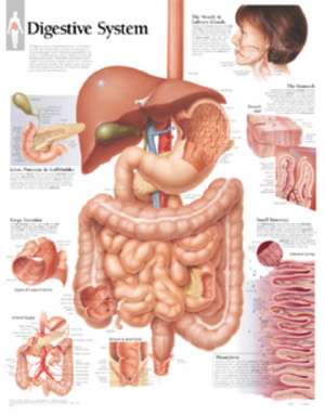 Digestive System Laminated Poster de Scientific Publishing