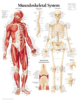 Musculoskeletal System Chart: Laminated Wall Chart de Scientific Publishing