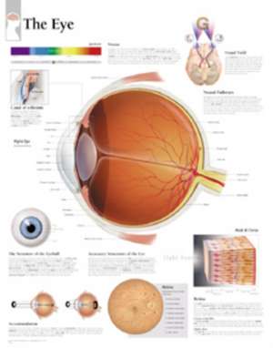 Eye Paper Poster de Scientific Publishing